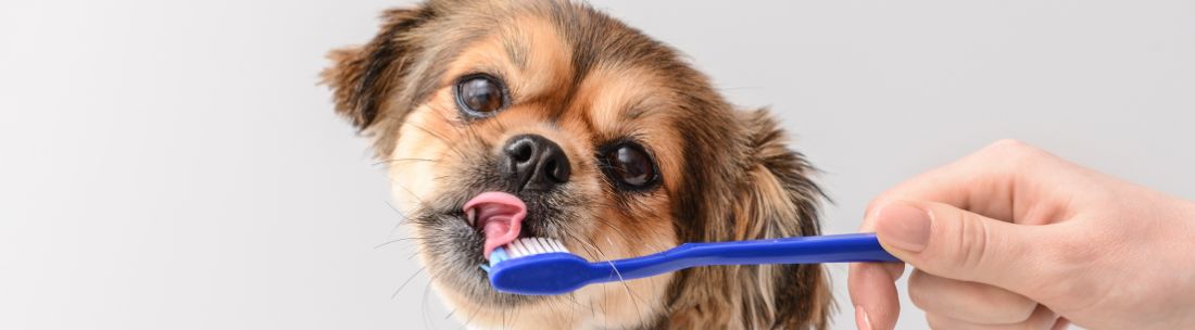 Dog hates 2024 teeth brushing